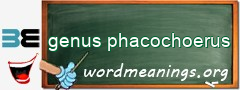 WordMeaning blackboard for genus phacochoerus